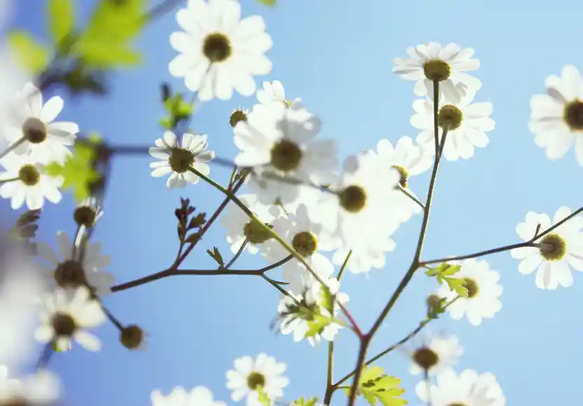 Bloemen Lucht