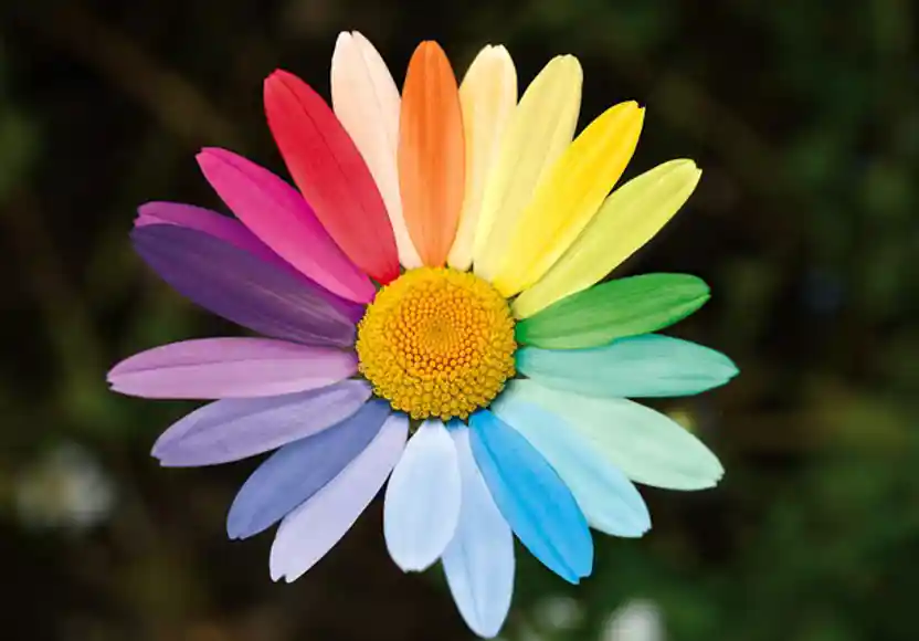 Balans Kleurentest Bloem