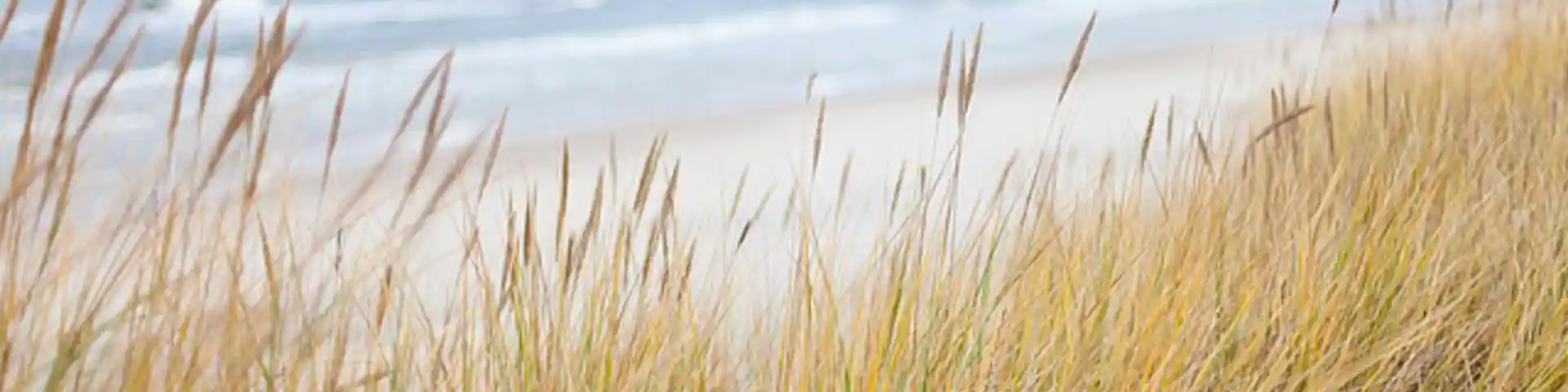 Duinen2